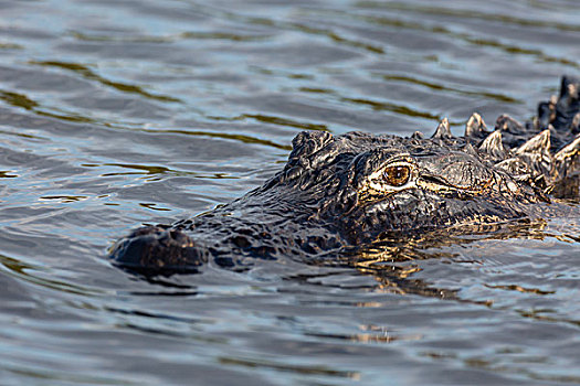 美国短吻鳄,水中,大沼泽地国家公园,佛罗里达,美国