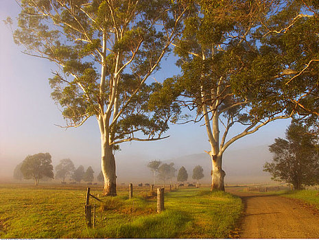 橡胶树,乡间小路,雾状,早晨,新南威尔士,澳大利亚