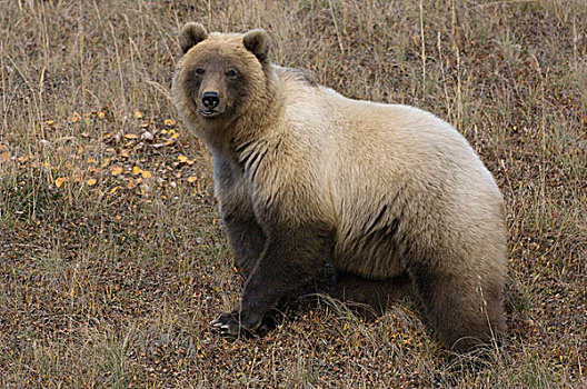 大灰熊,棕熊,母熊,阿拉斯加