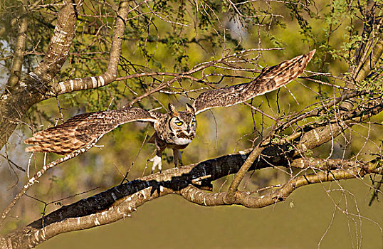 大雕鸮,起飞,枝条,泻湖,牧场,伊达尔戈,德克萨斯,美国
