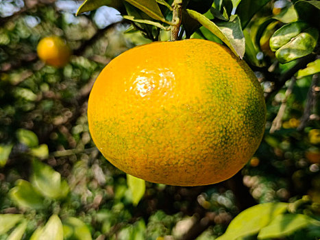 橘子,阳光果园