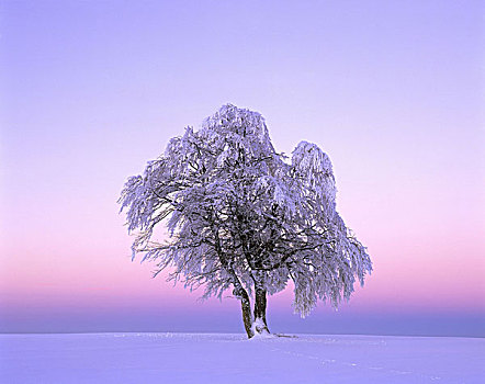 冬季风景,山毛榉,黎明,自然,风景,季节,冬天,寒冷,雪,积雪,树,落叶树,秃头,脚印,概念,白天,早晨,晚间,文字