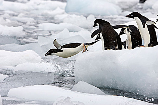 阿德利企鹅,群,冰山,保利特岛,南极