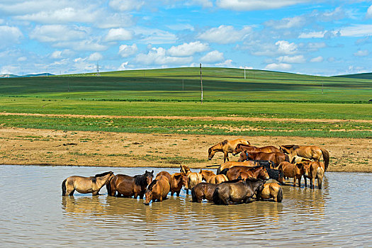 牧群,马,降温,水塘,省,蒙古,亚洲