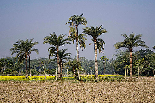 乡村风光,孟加拉,一月,2008年