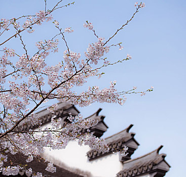 中国风背景墙下的白色樱花