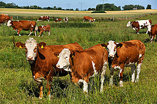 母牛,大,草场,牛,梅克伦堡前波莫瑞州,德国,欧洲