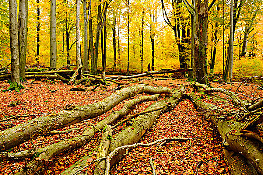 枯木,亲近自然,混合,落叶林,老,橡树,山毛榉,秋天,自然保护区,施佩萨特,巴伐利亚,德国,欧洲