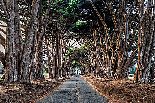 道路,树,雷斯岬,国家公园,加利福尼亚