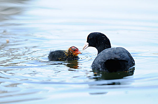 黑鸭,幼禽,漂浮,水