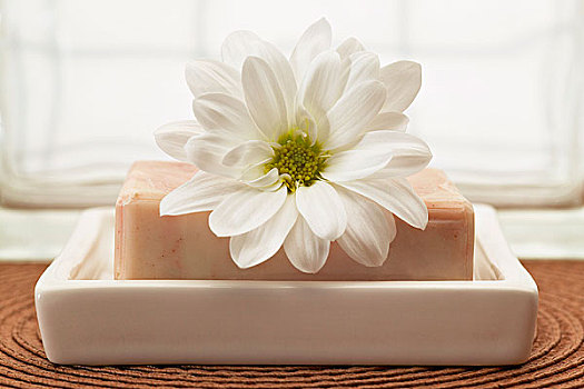 雏菊,肥皂块