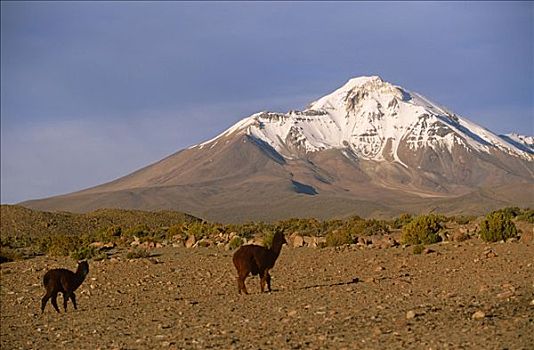美洲驼,羊驼,穿过,南美大草原,国家公园,智利