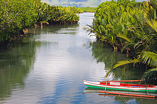 独木舟,河,薄荷岛,菲律宾