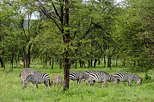 坦桑尼亚,塞伦盖蒂国家公园,斑马,放牧