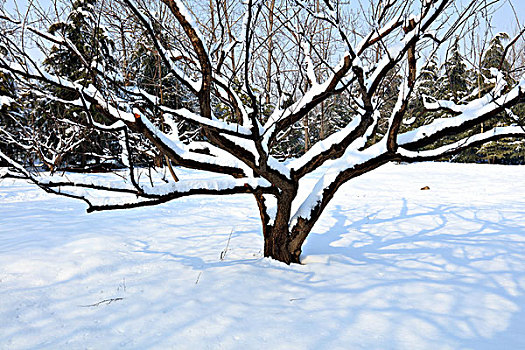 冬季,雪景