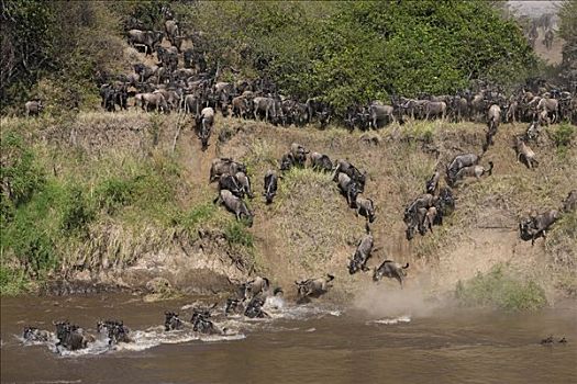 蓝角马,角马,牧群,马拉河,迁徙,马赛马拉国家保护区,肯尼亚
