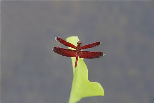 蜻蜓,栖息,叶子,婆罗洲,印度尼西亚,东南亚