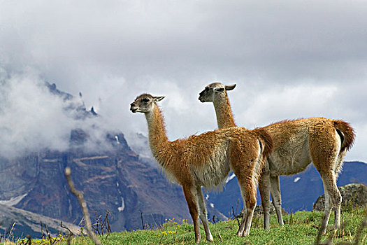 原驼,牧场,蓝天,山,雾气,远景,托雷德裴恩国家公园,巴塔哥尼亚,智利
