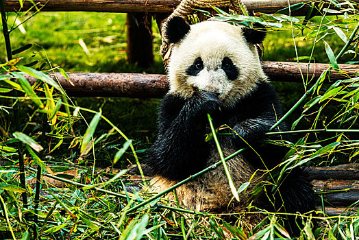中国,成都,熊猫