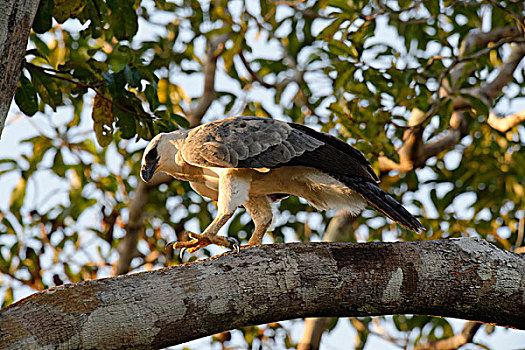哈比鹰,幼小,15个月,栖息,枝条,亚马逊河,巴西,南美