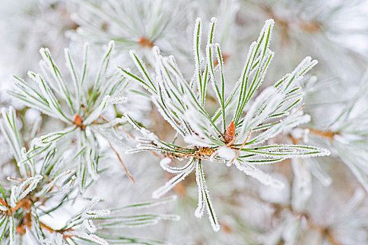 霜,松树,枝条,松属,瑞典,欧洲