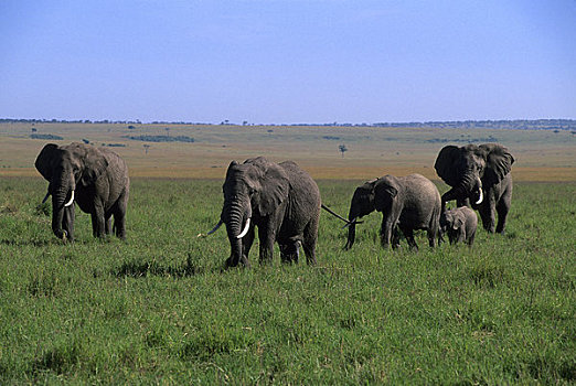 肯尼亚,马赛马拉,草地,大象,牧群,幼仔