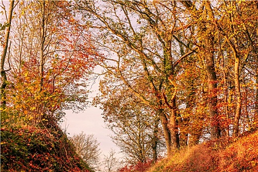 秋叶,树林,风景