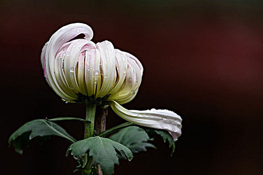 菊花特写