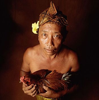 印度尼西亚,巴厘岛,男人,拿着,争斗,公鸡,俯视