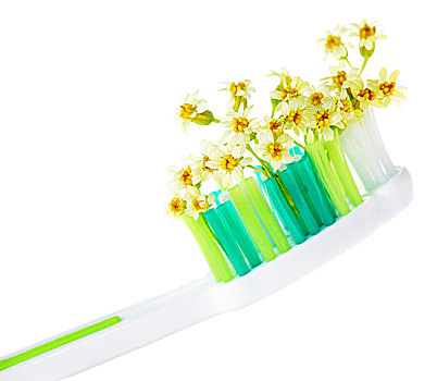 牙刷,小,花