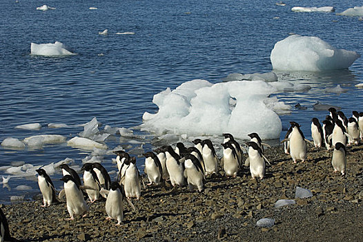 南极,南极半岛,岛屿,阿德利企鹅,走,海滩