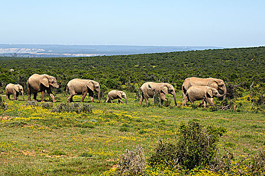 非洲,灌木,大象,牧群,幼小,阿多大象国家公园,东开普省,南非