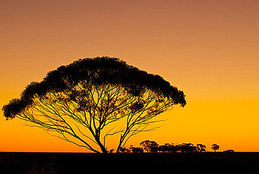 树,澳大利亚内陆,剪影,燃烧,橙色天空,热,尘土,日落