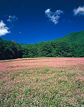 荞麦田,荞麦