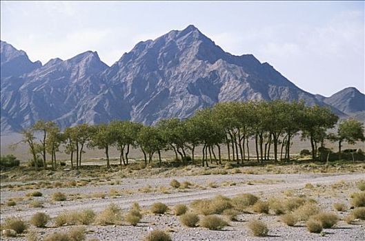伊朗,省,亚兹德,山地,风景,树