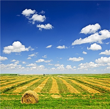 小麦,农田,丰收