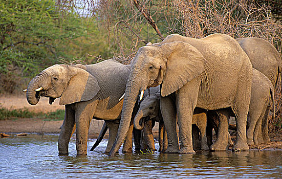 非洲,大象,牧群,喝,水坑,克鲁格国家公园,南非
