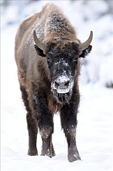 欧洲野牛,雪中