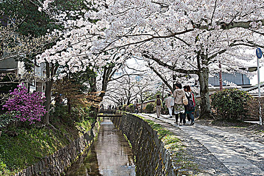 道路,哲学体系,东山,京都,日本