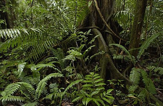 品种,植物,雨林,国家公园,厄瓜多尔