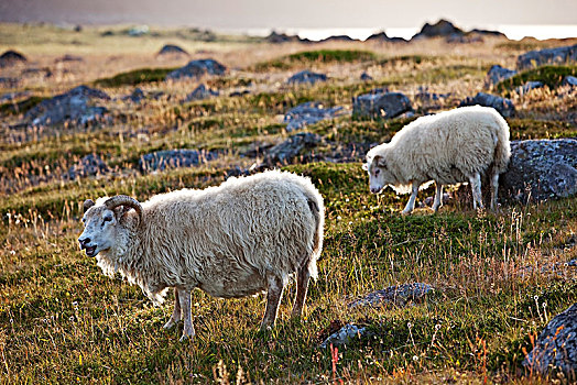 绵羊,幼兽,西北地区,冰岛,欧洲