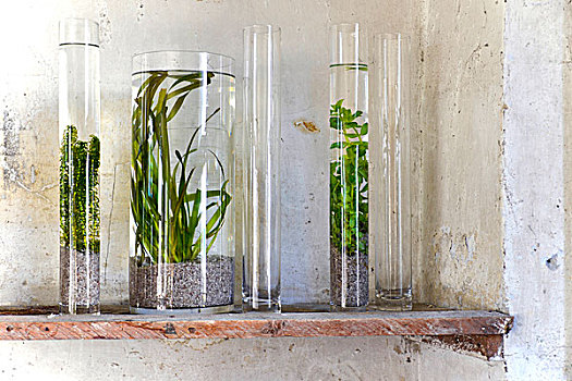 迷你,鱼缸,水生植物,玻璃花瓶,旧式,架子
