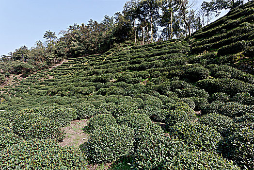 杭州老龙井景点老茶园