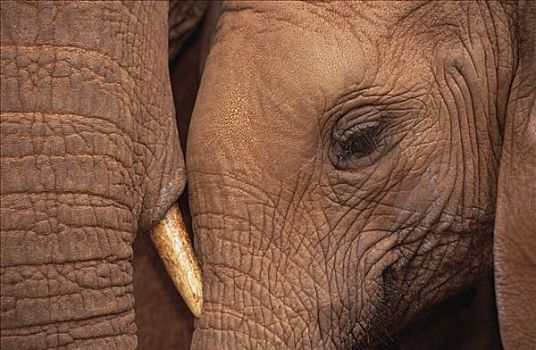 非洲象,东察沃国家公园,肯尼亚