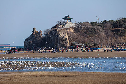 海鸥,候鸟,集中,大量,密集,成群结队,庞大,迁徙,北戴河,湿地,栖息,密密麻麻,保护,沙滩,海滩,背景,轮廓,线条