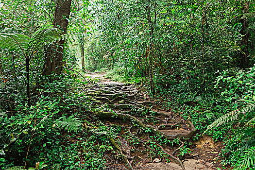 雨林,金马伦高地,马来西亚