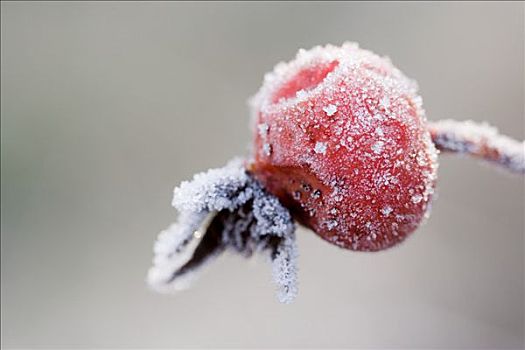 冰冻,野玫瑰果