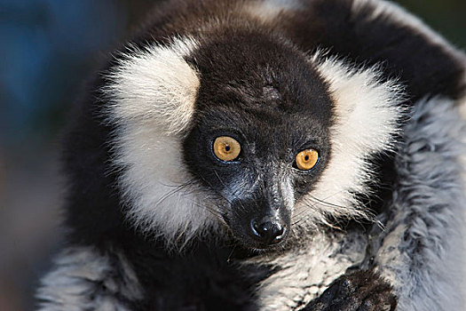 黑白,狐猴,本土动植物,濒临灭绝,2008年,马达加斯加,非洲