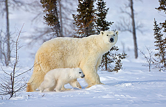北极熊,幼兽,苔原,瓦普斯克国家公园,曼尼托巴,加拿大
