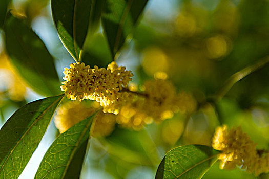 桂花